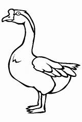 Goose Coloring Pages Awesome Canada Drawing Colouring Netart Color Template Birds Clipartmag sketch template