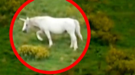 Unicorns Caught On Tape Best Unicorn Sightings Paranormal Before
