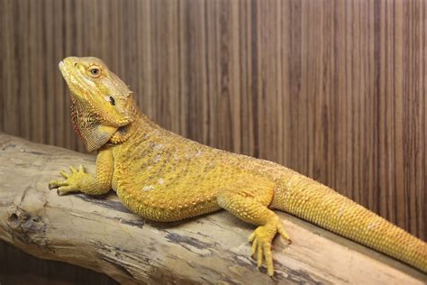 ridiculously fascinating facts   bearded dragon pet ponder