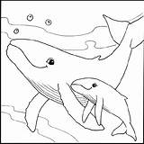 Whale Humpback Dolphin sketch template