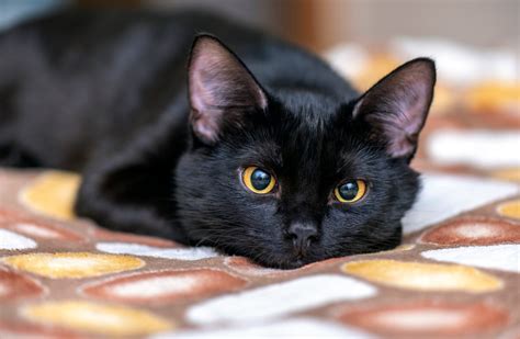 beautiful black cat breeds readers digest