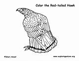 Hawk Red Coloring Tailed Pages Color Getcolorings Redtail Getdrawings Exploringnature sketch template