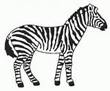 Coloriage Zebre Zebras Cebra Cebras Pintar Colorier Clipartmag Printablefreecoloring Educación Recursos Menta Imprimé sketch template