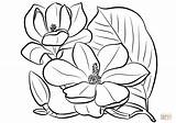 Magnolia Colorare Grandiflora Disegni Outline Disegnare Immagini Drawings sketch template