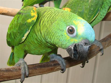 amazon parrots  priam psittaculture centre ppc