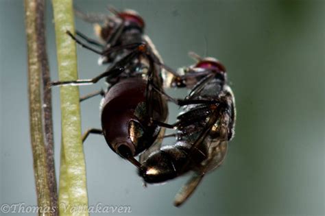 Even Flies Have Sex Nature Magnified
