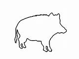 Wildschwein Bildmaterial Kigo Schöpfung Tierbilder sketch template