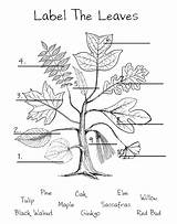 Leaf Coloring Anatomy Identification Sassafras Photosynthesis Alberi Dioecious Separate Worksheeto sketch template