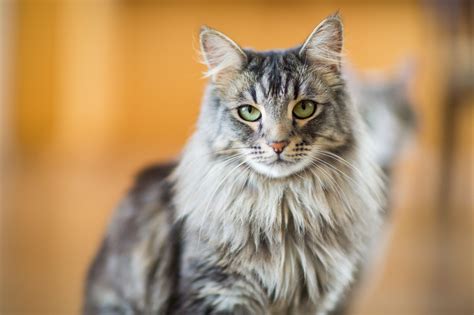 razze  gatti piu popolari  gli amanti dei felini amici domestici