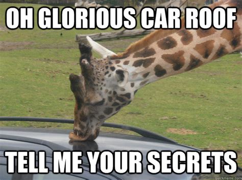 let s get you home buddy dangit frank keep it together giraffe quickmeme