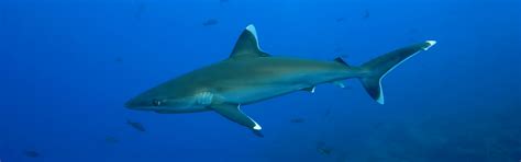 silvertip sharks blue ocean