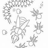 Insectos Imprimir Fantasticas sketch template