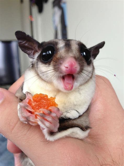 sugar glider  extremely excited   dried papaya aww