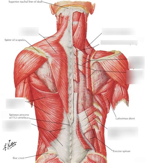 superficial  muscles  layers diagram quizlet