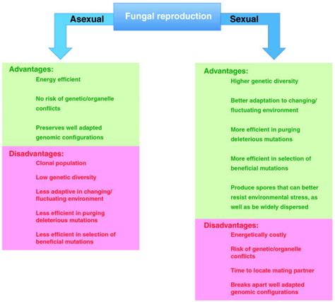 advantages and disadvantages of a sexual or an asexual life cycle