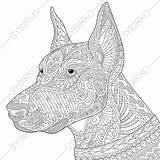 Doberman Coloring Pages Getcolorings Dog sketch template
