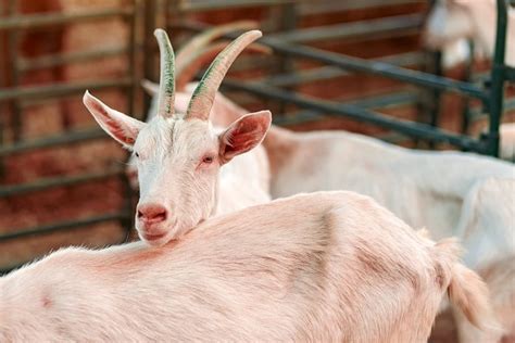 complete guide  dairy goat breeds  happy chicken coop