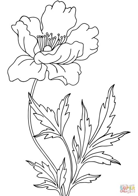 poppy coloring page  printable coloring pages
