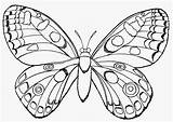 Schmetterling Ausmalbilder Kostenlos Barvanje sketch template