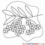 Coloring Rowan Spring Pages 91kb 2001 sketch template