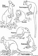 Animals Australian Coloring Animal Pages Printable Australia Kids Templates Colouring Template Native Kangaroo Wallaby Drawing Australien Tiere Printables Homepage Rock sketch template