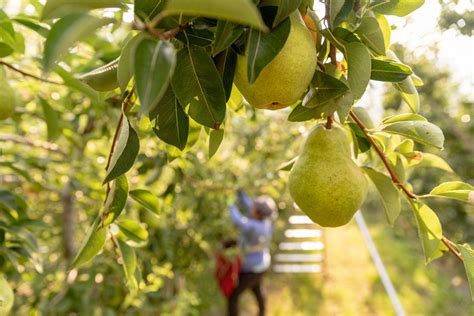 orchard to market the journey of a pear usa pears
