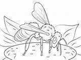 Colorare Honigbiene Ausmalbilder Ausmalbild Bienen Pszczoła Imker Kolorowanka Kolorowanki Druku Kostenlos Insect Dla Ausdrucken Westliche Supercoloring Ape Disegno Honeybee sketch template