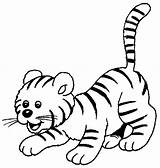 Colorat Tigru Planse Desene Tigri Gadgets Printat sketch template