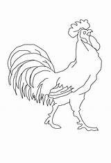 Rooster Animals Coloring Kb sketch template