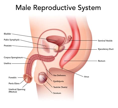 Male Reproductive System Locations And Functions Of The