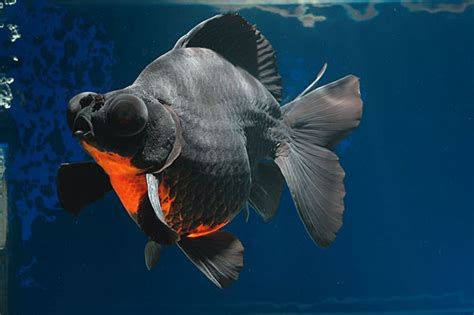 dragon eye goldfish features goldfish ryukin goldfish oranda goldfish
