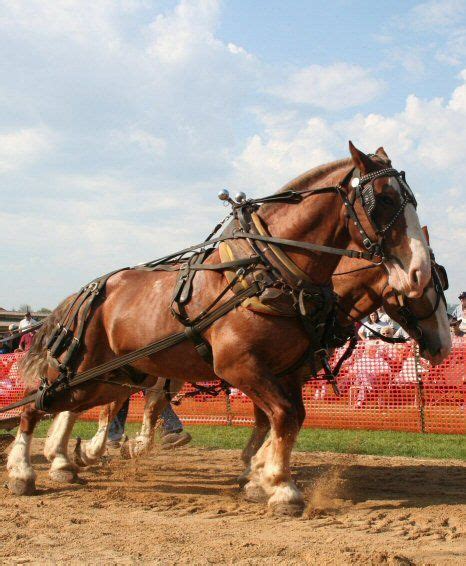 images  horse pulling  pinterest country fair
