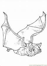 Coloring Bats Pages Online Printable Color Animals sketch template