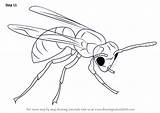 Hornet Draw Step Drawing Insects Tutorials Drawingtutorials101 Necessary Improvements Finally Finish Make sketch template
