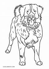 Bernese Cool2bkids Animal sketch template