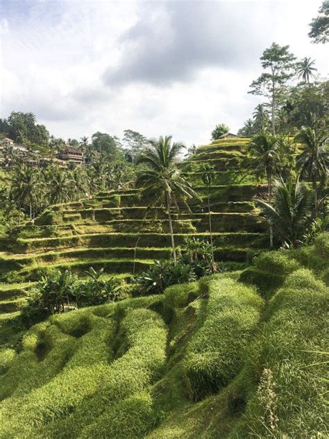 The Tegallalang Rice Terraces In Ubud Bali Guide 2020 Bali Guide