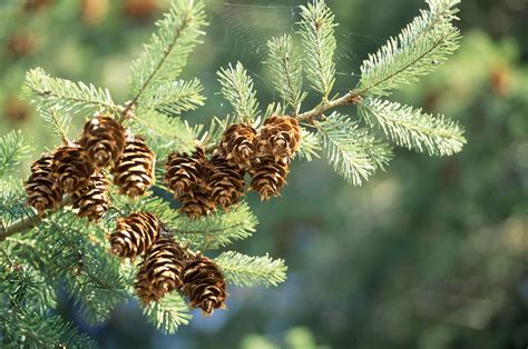 identify types  fir trees  america