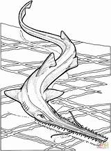 Requin Colorear Pez Rochen Spada Pesce Supercoloring Manta Coloriages Mean Sawfish Zum Ausmalbild sketch template
