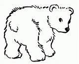 Coloring Bear Pages Print Printable Popular sketch template