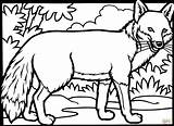 Fennec Fox Coloring Pages Clipartmag Drawing sketch template