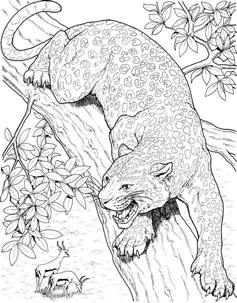 jaguar coloring pages image cats big spotted pinterest cat big