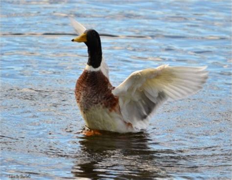duck landing redgage