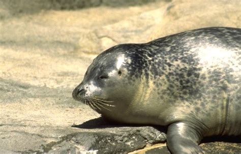 seal photo gallery