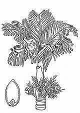 Areca Palm Coloring Nut Large Edupics sketch template