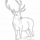 Coloring Deer Fallow sketch template