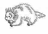 Porcupine Coloring Pages Printable sketch template