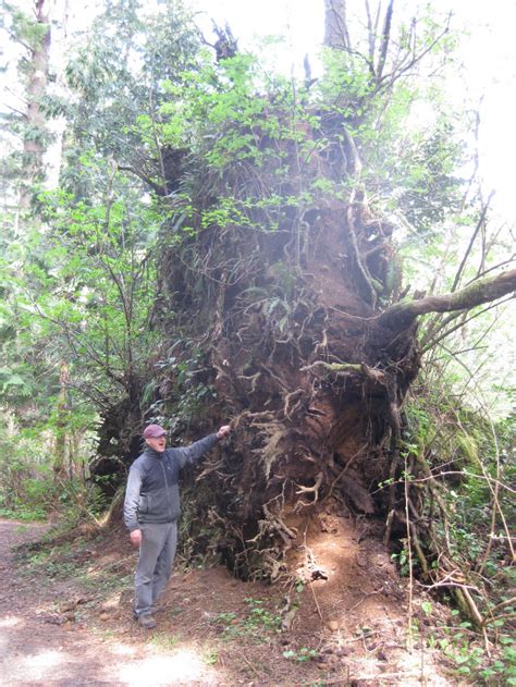 deep  tree roots  grow deeproot blog