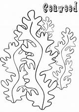Seaweed Kelp Coloringway Coral sketch template