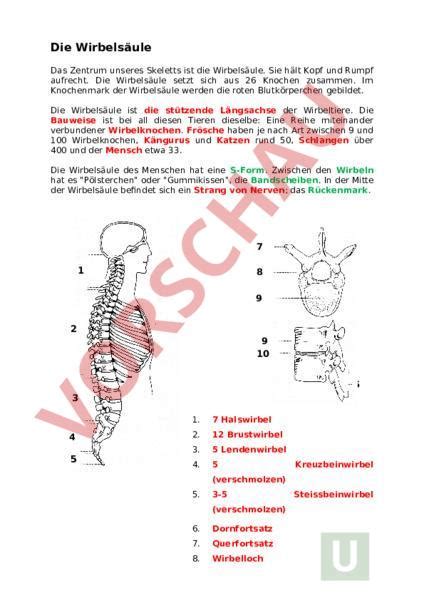 arbeitsblatt wirbelsaeule biologie anatomie physiologie