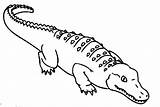 Crocodile Bayi Berlatih Buaya Mewarna Ringkasan Pewarna Coloringsun Jacare sketch template